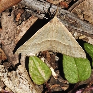 Epidesmia hypenaria (Long-nosed Epidesmia) at Cotter River, ACT by JohnBundock