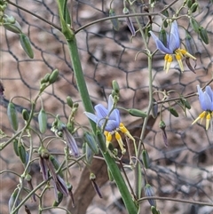 Dianella tarda at Moora, VIC - 16 Nov 2024 by Maryjane