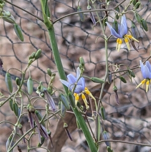 Dianella tarda at Moora, VIC by Maryjane