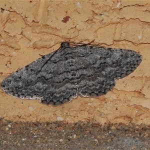 Psilosticha absorpta (Fine-waved Bark Moth) at Wanniassa, ACT by JohnBundock