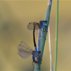 Ischnura heterosticta (Common Bluetail Damselfly) at Evatt, ACT - 13 Dec 2024 by SandraH