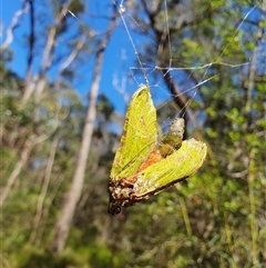 Unidentified Swift and Ghost moth (Hepialidae) at Penrose, NSW - 11 Dec 2024 by Aussiegall