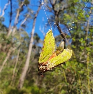 Aenetus (genus) at Penrose, NSW - suppressed