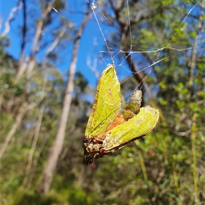 Aenetus (genus) (A Splendid Ghost moth (Hepialinae) by Aussiegall