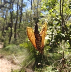 Aenetus (genus) at Penrose, NSW - 12 Dec 2024