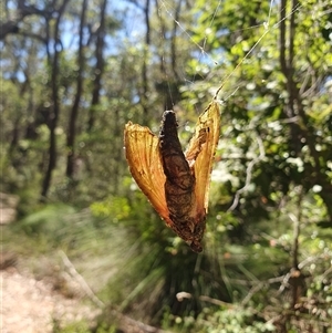 Aenetus (genus) at Penrose, NSW - suppressed