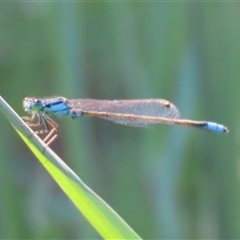 Unidentified Damselfly (Zygoptera) at Evatt, ACT - 12 Dec 2024 by SandraH