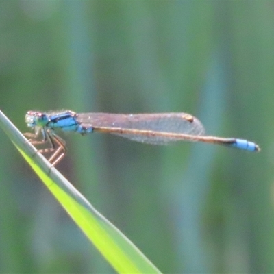Ischnura heterosticta (Common Bluetail Damselfly) at Evatt, ACT - 13 Dec 2024 by SandraH