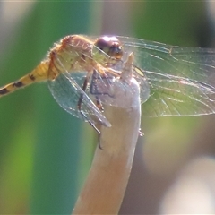 Unidentified Dragonfly (Anisoptera) at Evatt, ACT - 12 Dec 2024 by SandraH