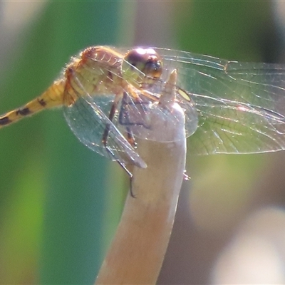 Diplacodes bipunctata (Wandering Percher) at Evatt, ACT - 13 Dec 2024 by SandraH