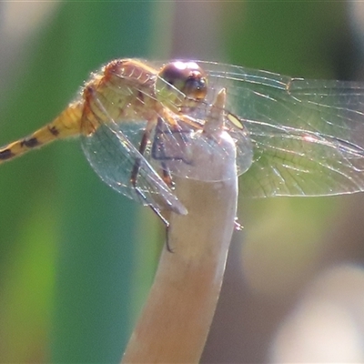 Unidentified Dragonfly (Anisoptera) at Evatt, ACT - 12 Dec 2024 by SandraH