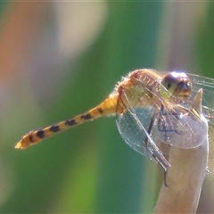 Diplacodes bipunctata at Evatt, ACT - 13 Dec 2024 09:47 AM