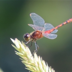 Diplacodes melanopsis (Black-faced Percher) at Evatt, ACT - 13 Dec 2024 by SandraH