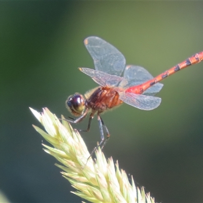 Unidentified Dragonfly (Anisoptera) at Evatt, ACT - 12 Dec 2024 by SandraH