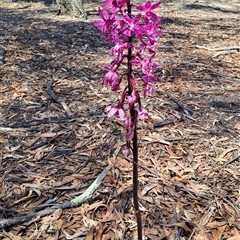 Dipodium roseum at Wanniassa, ACT - 13 Dec 2024 by LPadg