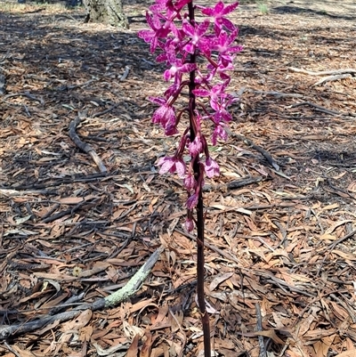 Dipodium punctatum (Blotched Hyacinth Orchid) at Wanniassa, ACT - 13 Dec 2024 by LPadg