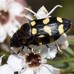 Castiarina australasiae (A jewel beetle) at Karabar, NSW - 10 Dec 2024 by DianneClarke