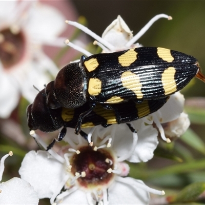 Castiarina australasiae (A jewel beetle) at Karabar, NSW - 10 Dec 2024 by DianneClarke