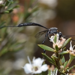 Gasteruption sp. (genus) (Gasteruptiid wasp) at Karabar, NSW - 10 Dec 2024 by DianneClarke