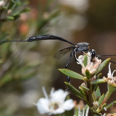 Gasteruption sp. (genus) (Gasteruptiid wasp) at Karabar, NSW - 10 Dec 2024 by DianneClarke