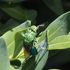 Chrysididae (family) (Cuckoo wasp or Emerald wasp) at Murrumbateman, NSW - 13 Dec 2024 by amiessmacro