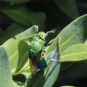 Chrysididae (family) at Murrumbateman, NSW - suppressed