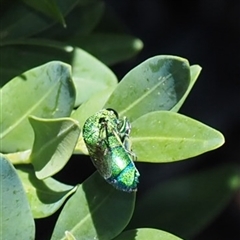 Chrysididae (family) at Murrumbateman, NSW - suppressed