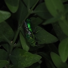 Chrysididae (family) at Murrumbateman, NSW - suppressed