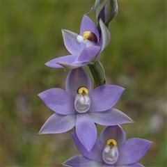 Thelymitra peniculata (Blue Star Sun-orchid) at Dalton, NSW - 23 Oct 2024 by RobG1