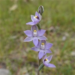 Thelymitra peniculata at Dalton, NSW - 23 Oct 2024