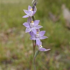 Thelymitra peniculata at Dalton, NSW - suppressed