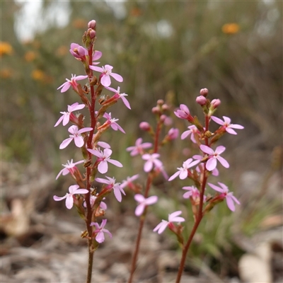 Stylidium graminifolium (grass triggerplant) at Dalton, NSW - 23 Oct 2024 by RobG1