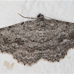 Psilosticha absorpta (Fine-waved Bark Moth) at Melba, ACT - 10 Dec 2024 by kasiaaus