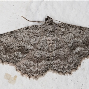 Psilosticha absorpta (Fine-waved Bark Moth) at Melba, ACT by kasiaaus