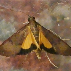 Uresiphita ornithopteralis (Tree Lucerne Moth) at Hall, ACT - 10 Dec 2024 by Anna123