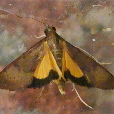 Uresiphita ornithopteralis (Tree Lucerne Moth) at Hall, ACT - 10 Dec 2024 by Anna123