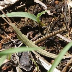 Acrida conica (Giant green slantface) at Hall, ACT by Anna123