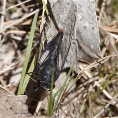 Yoyetta timothyi (Brown Firetail Cicada) at Hall, ACT - 8 Dec 2024 by Anna123