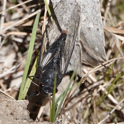 Yoyetta timothyi (Brown Firetail Cicada) at Hall, ACT - 8 Dec 2024 by Anna123