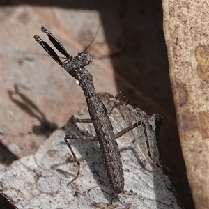 Bolbe nigra (Black Ground Mantid) at Hall, ACT by Anna123