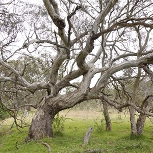 Eucalyptus melliodora at Gunning, NSW - 23 Oct 2024