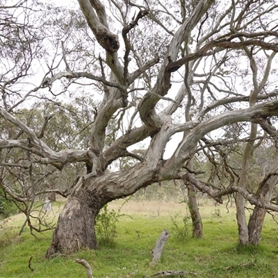 Eucalyptus melliodora (Yellow Box) at Gunning, NSW - 23 Oct 2024 by RobG1