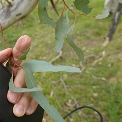 Eucalyptus melliodora at Gunning, NSW - 23 Oct 2024