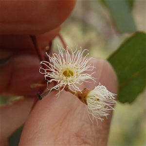 Eucalyptus melliodora at Gunning, NSW - 23 Oct 2024