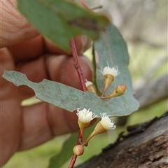 Eucalyptus melliodora at Gunning, NSW - 23 Oct 2024