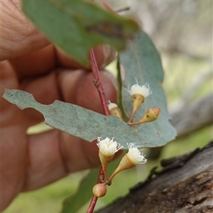 Eucalyptus melliodora at Gunning, NSW - 23 Oct 2024