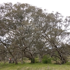 Eucalyptus melliodora at Gunning, NSW - 23 Oct 2024