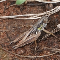 Praxibulus sp. (genus) (A grasshopper) at Hall, ACT - 7 Dec 2024 by Anna123