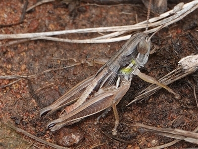 Praxibulus sp. (genus) (A grasshopper) at Hall, ACT - 7 Dec 2024 by Anna123