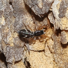 Holoplatys sp. (genus) (Unidentified Holoplatys jumping spider) at Acton, ACT - 12 Dec 2024 by TimL